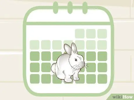 Охота на кролика, шаг 2