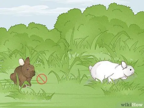 Охота на кролика, шаг 4