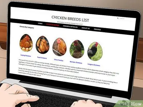 Начать бизнес на куриной ферме Шаг 4