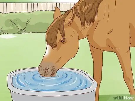 Начать коневодческую ферму Шаг 17