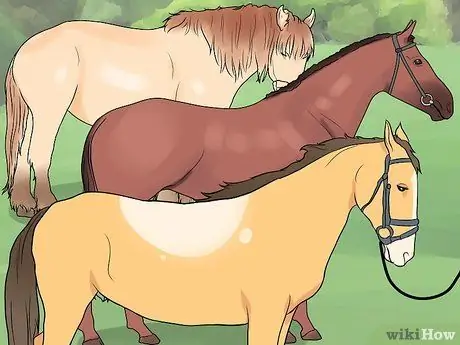 Начать коневодческую ферму Шаг 18