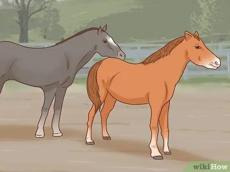 Начать коневодческую ферму Шаг 27