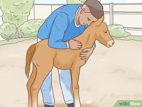 Начать коневодческую ферму Шаг 28