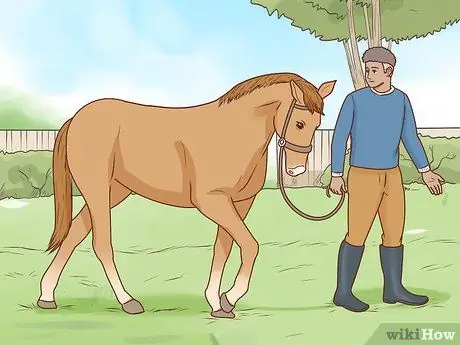 Начать коневодческую ферму Шаг 29