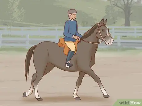 Начать коневодческую ферму Шаг 36