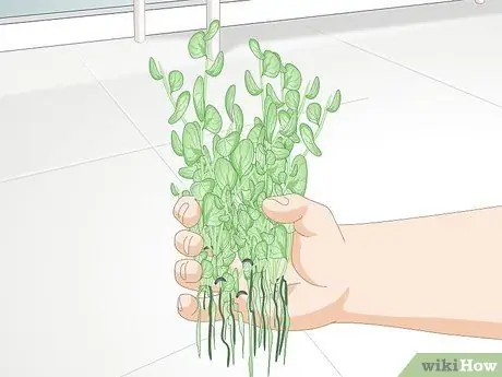 Покупка нового аквариума Шаг 8