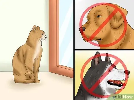 Планируйте свою новую кошку и готовьтесь к ней Шаг 19