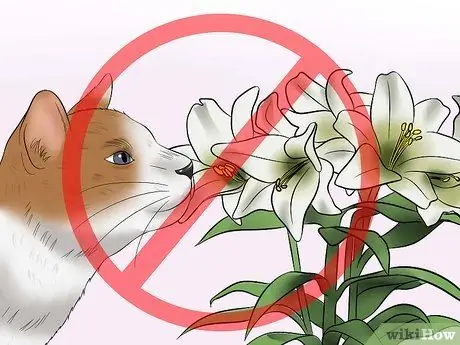 Планируйте и готовьтесь к новой кошке Шаг 4