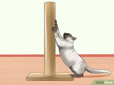 Спланируйте и подготовьтесь к своей новой кошке Шаг 8