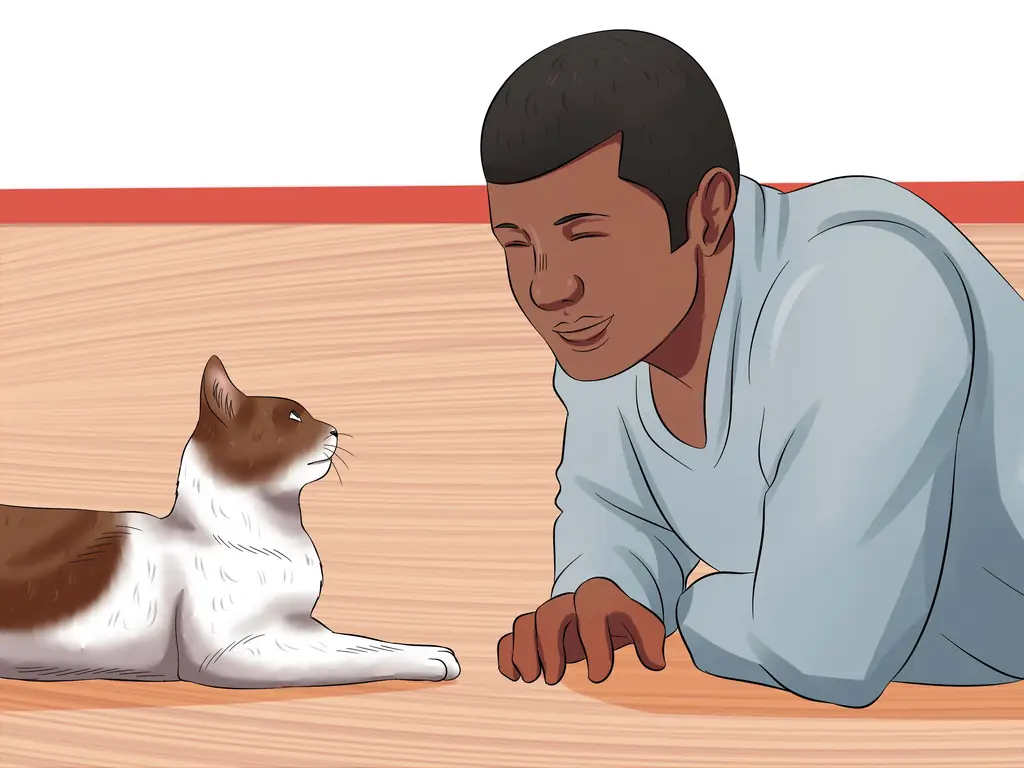 Как спланировать и подготовиться к новой кошке (с иллюстрациями)