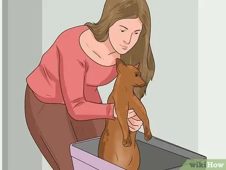 Привезти собаку в Соединенные Штаты Шаг 3