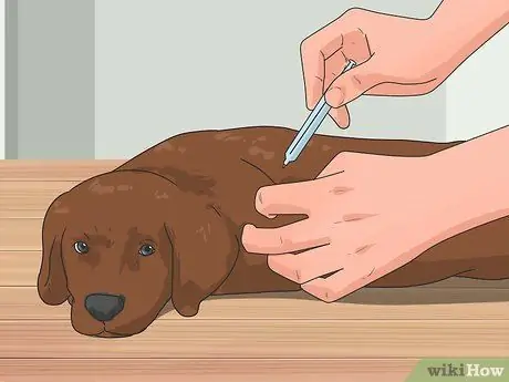 Привезти собаку в Соединенные Штаты Шаг 7