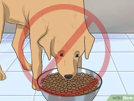 Успокойте нервную собаку в машине Шаг 2