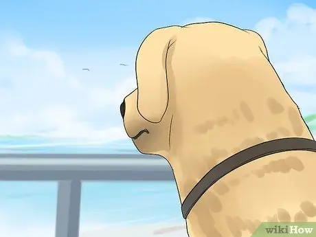 Успокойте нервную собаку в машине Шаг 9