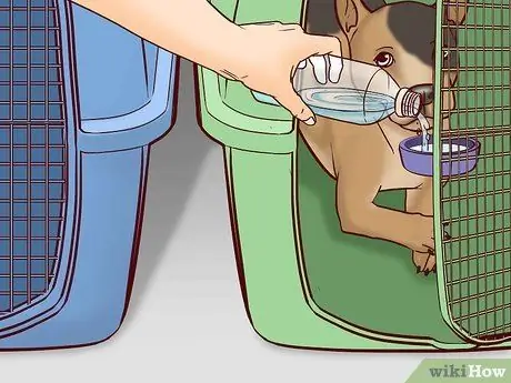 Летайте вместе с собакой внутри страны Шаг 10