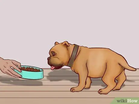 Летайте вместе с собакой внутри страны Шаг 7