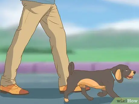 Заставьте собаку ездить в переноске Шаг 9