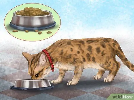 Держите кошку в безопасности в машине Шаг 11