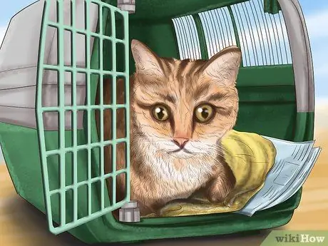 Держите кошку в безопасности в машине Шаг 2
