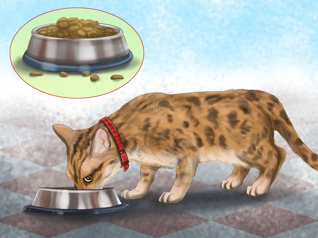 Как обезопасить кошку в машине: 12 шагов (с иллюстрациями)