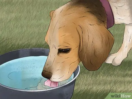 Подготовьте собаку к путешествию по воздуху Шаг 10