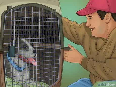 Подготовьте собаку к путешествию по воздуху Шаг 16