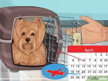 Подготовьте собаку к путешествию по воздуху, шаг 2