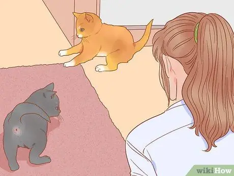 Безопасно выводите котенка на улицу Шаг 12