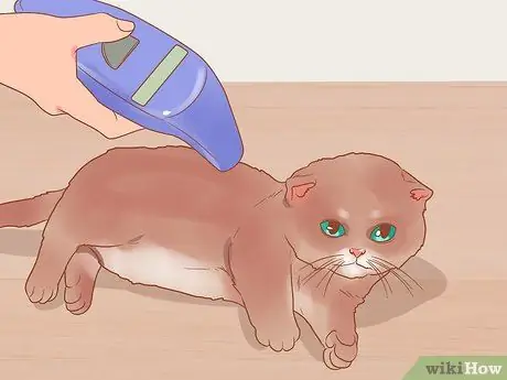 Безопасно выводите котенка на улицу Шаг 14