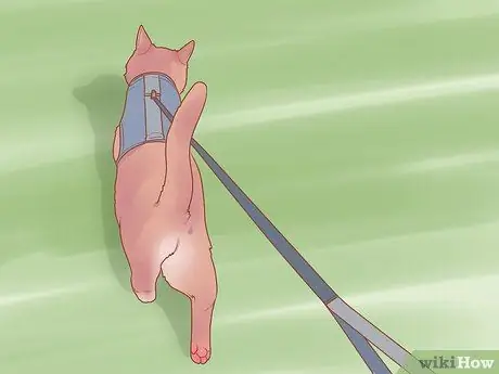 Безопасно выводите котенка на улицу Шаг 15