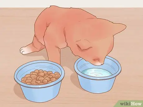 Безопасно выводите котенка на улицу Шаг 2