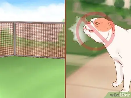 Безопасно выводите котенка на улицу Шаг 3