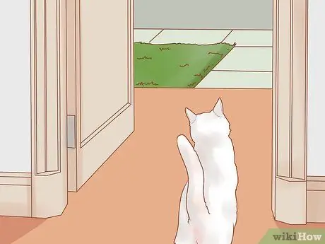 Безопасно выводите котенка на улицу Шаг 4