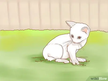 Безопасно выводите котенка на улицу Шаг 7