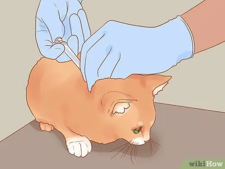 Безопасно выводите котенка на улицу Шаг 8