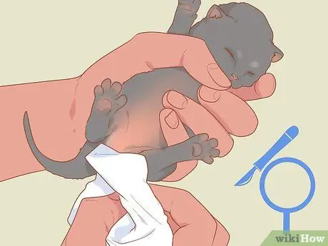 Безопасно выводите котенка на улицу Шаг 9