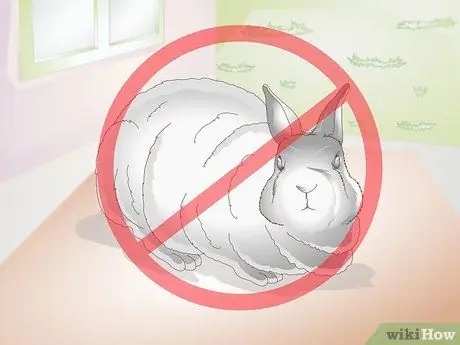 Делайте упражнения для кролика. Шаг 11