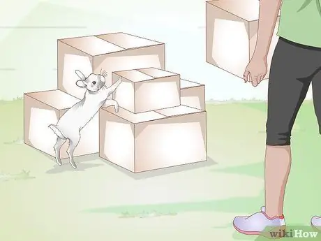 Делайте упражнения для кролика. Шаг 14