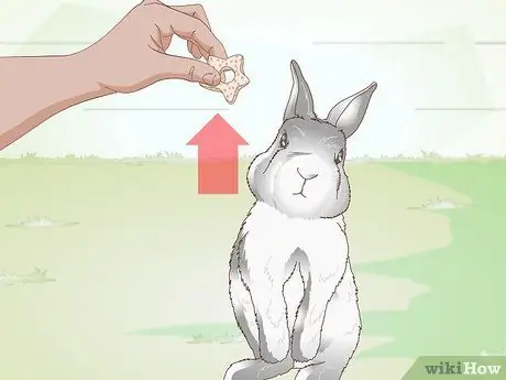 Делайте упражнения для кролика, шаг 2