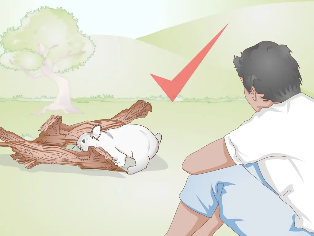 3 способа тренировки кролика