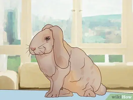 Справиться с больным кроликом Шаг 1