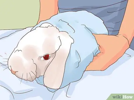 Справиться с больным кроликом Шаг 10