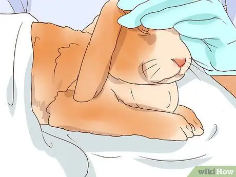 Справиться с больным кроликом Шаг 12