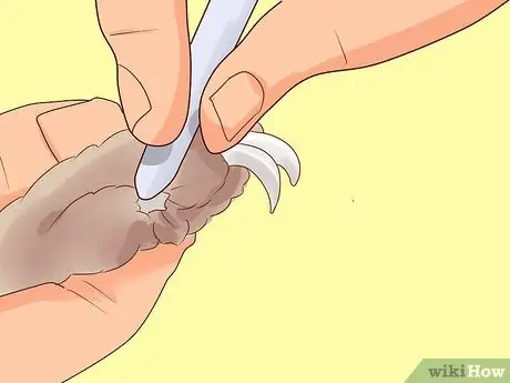 Справиться с больным кроликом Шаг 14