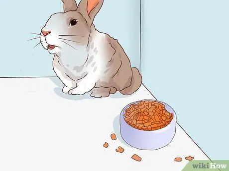 Справиться с больным кроликом Шаг 2