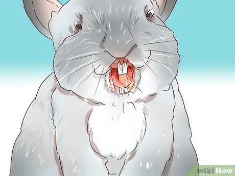 Справиться с больным кроликом Шаг 3