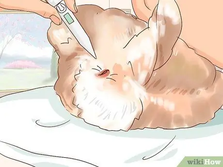 Справиться с больным кроликом Шаг 4