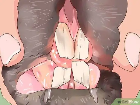 Справиться с больным кроликом Шаг 5