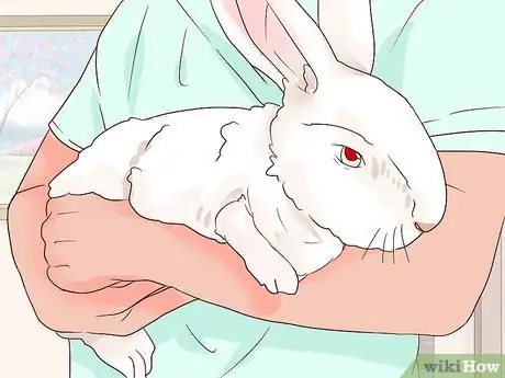Справиться с больным кроликом Шаг 7