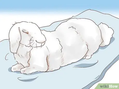 Справиться с больным кроликом Шаг 8